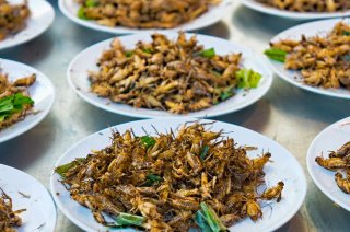 Insect Doctors